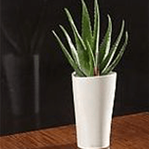 Aloe