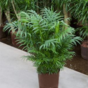 Chamaedorea ( Bergpalme )