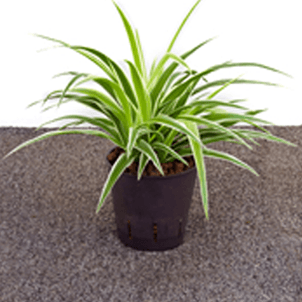 Chlorophytum / Grünlilie