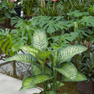 Dieffenbachia