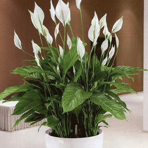 Spathiphyllum ( Einblatt )